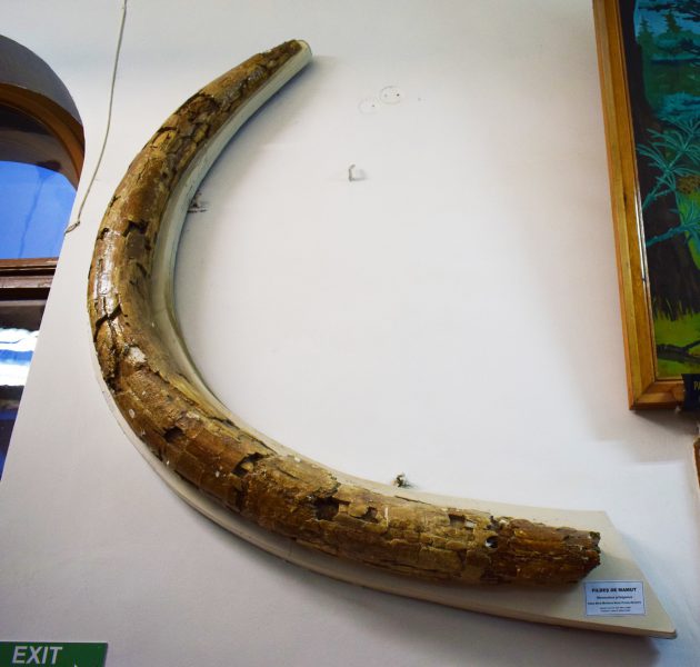 Fildeș de mamut găsit în Valea Mare-Moldova Nouă